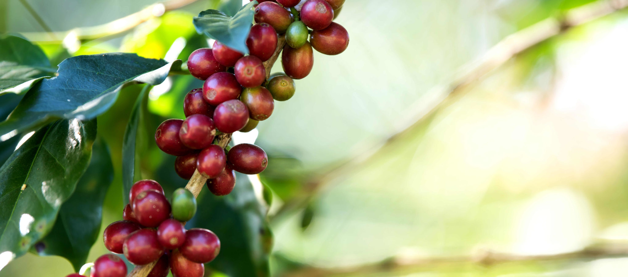 Coffee History Archives My Coffee Addiction